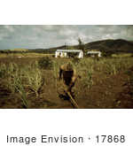 #17868 Photo Of An African American Farmer Cultivating Rows In A Sugar Cane Field
