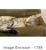 #1795 Picture Of A Savannah Cat Sleeping On A Couch
