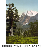 #18185 Photo Of A Forest With A View Of Wetterhorn Mountain Bernese Oberland Switzerland