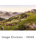 #18349 Photo Of Grazing Cows Near Hotels And Railway Rigi Scheidegg Rigi Switzerland
