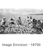 #18700 Black And White Photo Of Men Harvesting Pineapples In A Crop On A Plantation In Hawaii