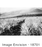 #18701 Black And White Photo Of A Pineapple Crop In Hawaii