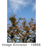 #19868 Stock Photography: Bundles Of Mistletoe On Oak Tree Branches In Autumn