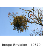 #19870 Stock Photography: Mistletoe On An Oak Tree Branch