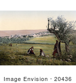 #20436 Historical Stock Photography Of Men By A Tree Near Cana Of Galilee Holy Land
