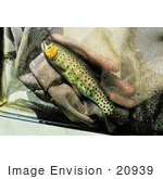 #20939 Stock Photography Of A Greenback Trout In A Net