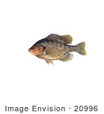 #20996 Clipart Image Illustration Of A Redear Sunfish (Lepomis Microlophus)