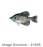 #21005 Clipart Image Illustration Of A Black Crappie Fish (Pomoxis Nigromaculatus)