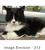 #213 Photo Of A Tuxedo Cat On Newspaper