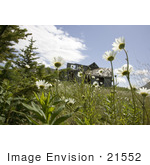 #21552 Stock Photography Of White Daisy Flowers Growing Near An Abandoned Home Simeonof Island Alaska
