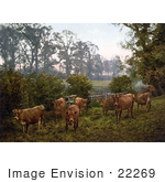 #22269 Historical Stock Photography Of A Group Of Dairy Cows In A Pasture In England
