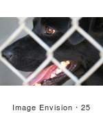 #25 Close-Up Photography Of A Black Dog Behind Chain-Link Fence