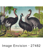 #27482 Illustration Of Three Different Ostrich Birds Standing By Trees With Other Birds In The Background