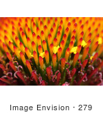 #279 Macro Picture Of Magnus Coneflower Latin: Echinacea Purpurea