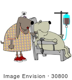 #30800 Clip Art Graphic Of A Female Nurse Dog Holding A Needle And Preparing To Give A Dog Patient With An Iv A Shot At The Hospital