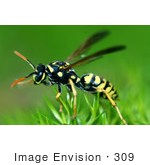 #309 Picture of a Yellow Jacket Wasp by Kenny Adams