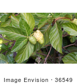 #36549 Stock Photo of a Noni Plant (Morinda Citrifolia) With Two Fruits Growing On The Branches by Jamie Voetsch