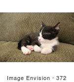 #372 Image Of A Sleeping Tuxedo Kitten