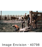 #40798 Stock Photo Of Cowboys And Farmers Holding Down A Calf While Canding Their Cattle Colorado