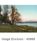 #40968 Stock Photo Of Cattle Grazing On The Banks Of The Columbia River With Mt Hood In The Distance