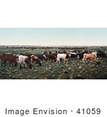 #41059 Stock Photo Of A Herd Of Cattle Grazing On Grasses In Colorado