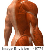 #49774 Royalty-Free (RF) Illustration Of A 3d Closeup Of A Human Man’s Back and Arm Muscles - Version 2 by Julos