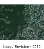 #5035 Stock Photography Of Anthrax Spores
