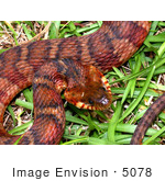 #5078 Stock Photography Of A Cottonmouth/Water Moccasin Snake (Agkistrodon Piscivorus)