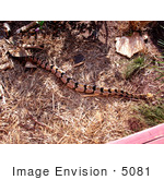 #5081 Stock Photography Of Timber Rattlesnake (Crotalus Horridus)