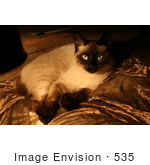 #535 Picture Of A Siamese Cat Laying Down