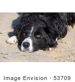 #53709 Royalty-Free Stock Photo Of Dog Landscape