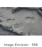 #558 Photograph Of Footprints In The Mud
