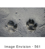#561 Photograph Of Dog Paw Prints In The Mud