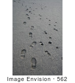 #562 Image Of Human And Dog Paw Prints In The Mud