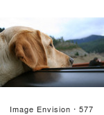 #577 Photo Of A Yellow Lab Dog Sticking His Head Out A Car Window