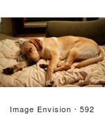 #592 Photograph Of A Yellow Lab Dog Sleeping On A Couch