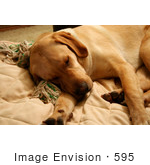 #595 Picture Of A Yellow Lab Dog Sleeping On A Couch