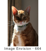 #664 Picture Of An Orange Calico Cat In The Sun