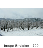 #729 Image Of A Pear Orchard In Snow Jacksonville Oregon