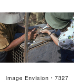 #7327 Picture Of A Health Officials Extracting A Blood Sample From A Green Monkey Cercopithecus Aethiops During A Marburg Virus Investigation