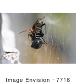 #7716 Picture Of A Sowbug Killer Spider Killing A Black Widow