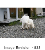 #833 Photography Of A Frisky White Feral Cats Playing