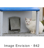 #842 Photo Of A White Feral Cat Sitting Beside A Cat Door
