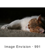 #991 Picture Of A Cat Sleeping