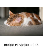 #993 Picture Of An Exhausted Cat
