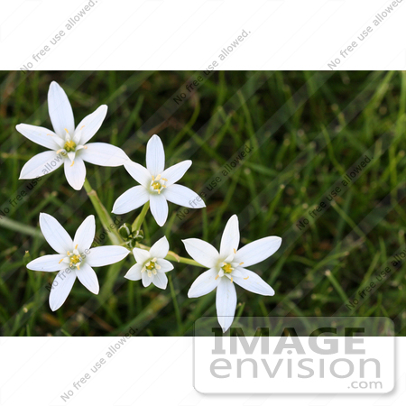 Starofbethlehem Flowers on Star Of Bethlehem Flower Image Search Results