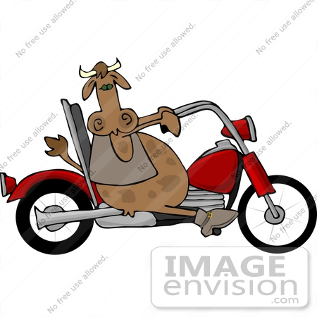 cow riding motorcycle