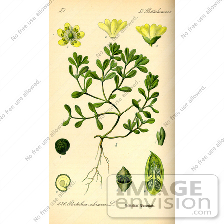 #13874 Picture of Common Purslane, Verdolaga, Pigweed, Little Hogweed, Pusley (Portulaca oleracea) by JVPD