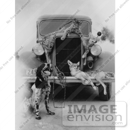  15549 Picture of a Dog Posing in Front of an Old Car With Hunted and
