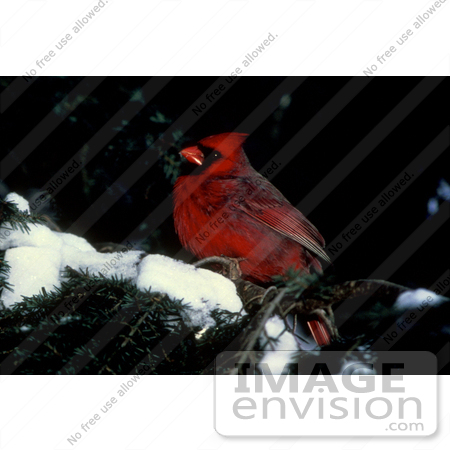 Cardinal Bird Snow on Red Cardinal Bird Perched On An Evergreen Branch With Snow By Jvpd